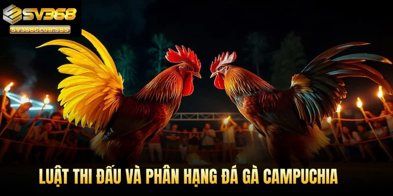 Luật thi đấu và phân hạng đá gà Campuchia