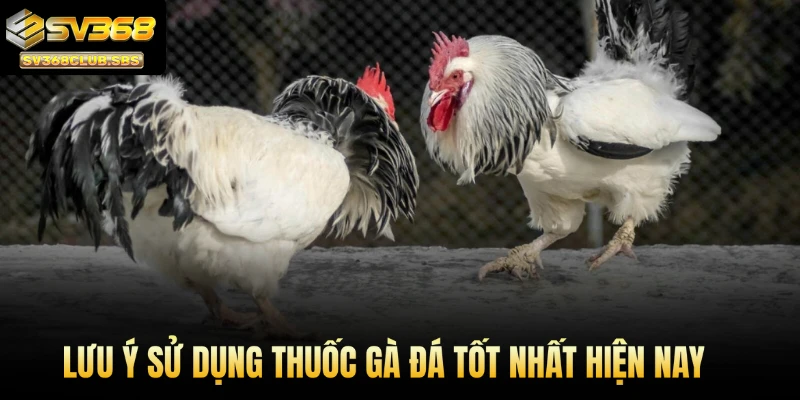 Lưu ý sử dụng thuốc gà đá tốt nhất hiện nay 