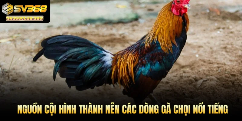 Nguồn cội hình thành nên các dòng gà chọi nổi tiếng