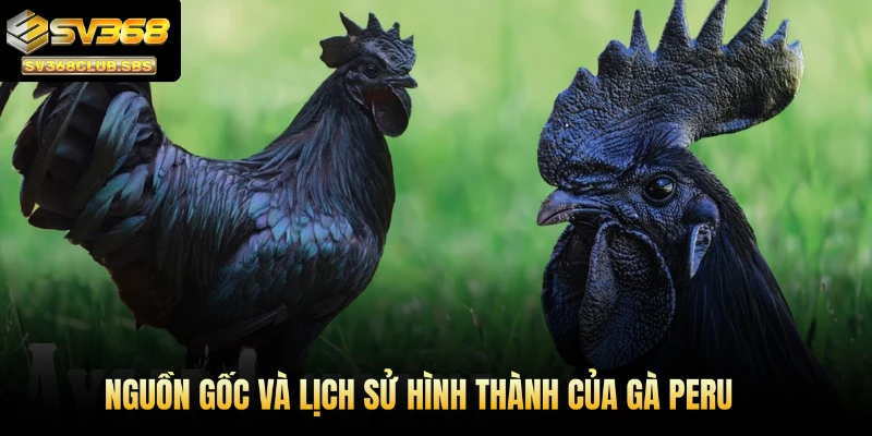 Nguồn gốc và lịch sử hình thành của gà Peru