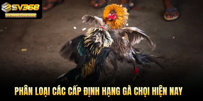 Phân loại các cấp định hạng gà chọi SV368 hiện nay