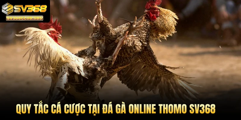 Quy tắc cá cược tại đá gà online Thomo SV368