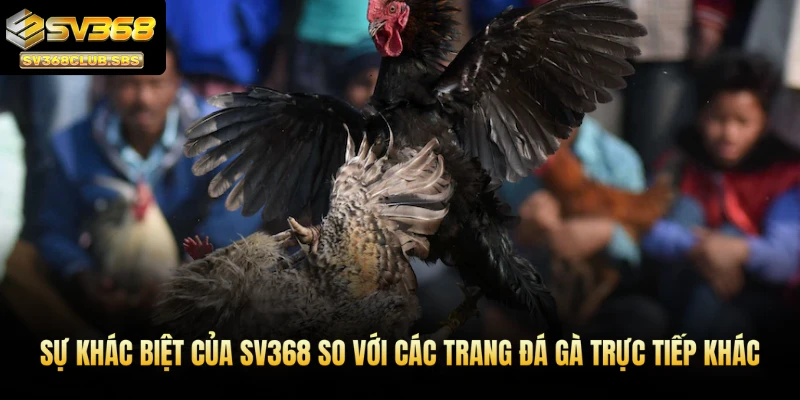 Sự khác biệt của SV368 so với các trang đá gà trực tiếp khác