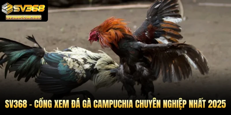 SV368 - Cổng xem đá gà Campuchia chuyên nghiệp nhất 2025