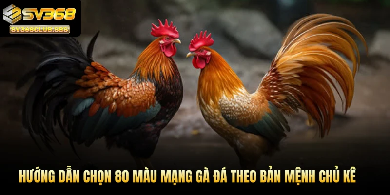 Hướng dẫn chọn 80 màu mạng gà đá theo bản mệnh chủ kê