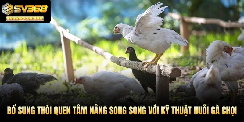 Đừng quên bổ sung thói quen tắm nắng song song với kỹ thuật nuôi gà chọi.