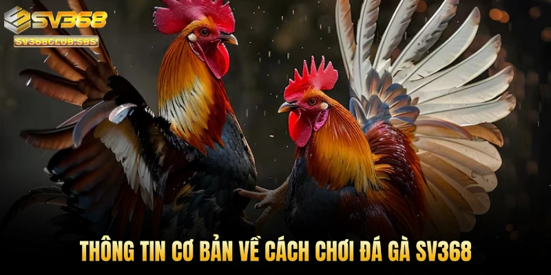 Thông tin cơ bản về cách chơi đá gà SV368