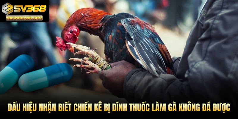 Dấu hiệu nhận biết chiến kê bị dính thuốc làm gà không đá được