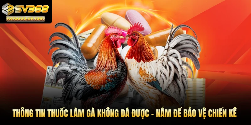 Thuốc làm gà không đá được