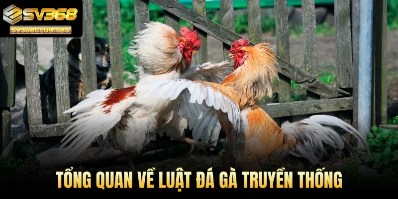 Tổng quan về luật đá gà truyền thống