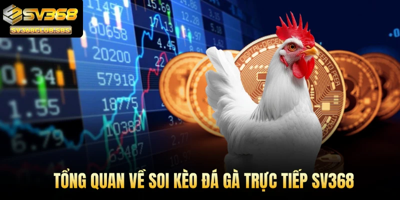 Tổng quan về soi kèo đá gà trực tiếp SV368