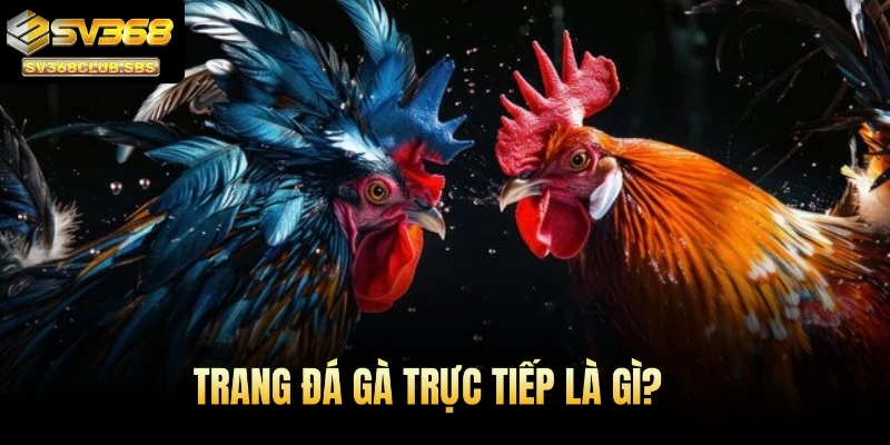 Trang đá gà trực tiếp là gì?