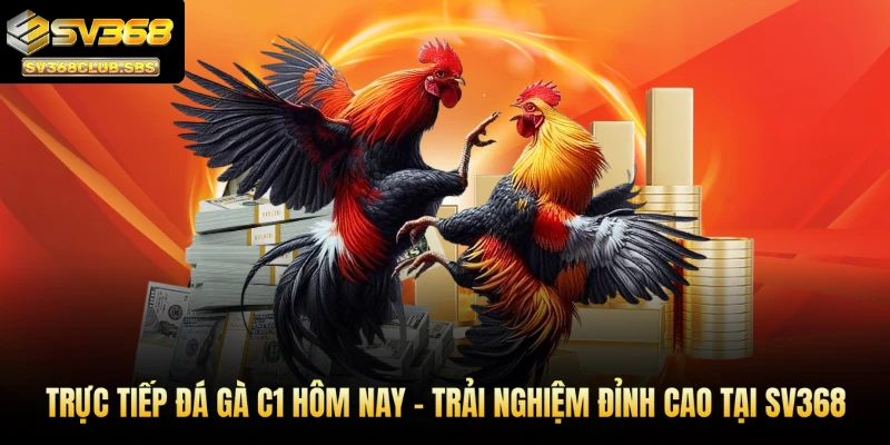 Trực tiếp đá gà C1 hôm nay