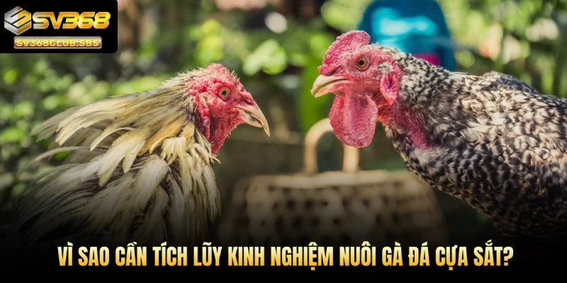 Vì sao cần tích lũy kinh nghiệm nuôi gà đá cựa sắt?