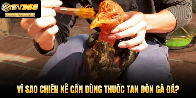 Vì sao chiến kê cần dùng thuốc tan đòn gà đá?