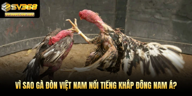 Vì sao gà đòn Việt Nam nổi tiếng khắp Đông Nam Á?