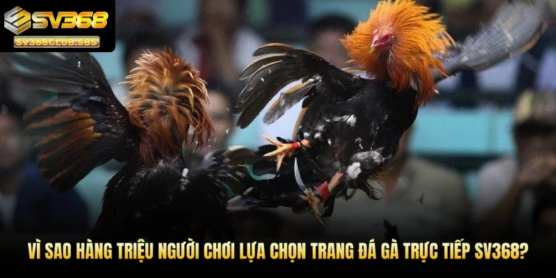 Vì sao hàng triệu người chơi lựa chọn trang đá gà trực tiếp SV368?