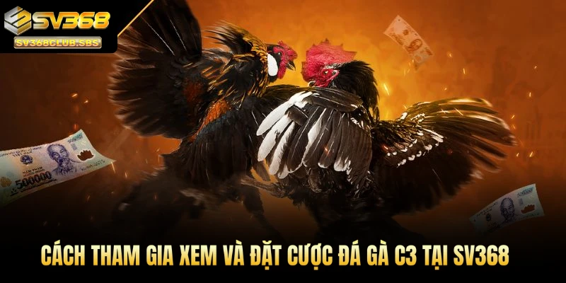 Cách tham gia xem và đặt cược đá gà C3 tại SV368
