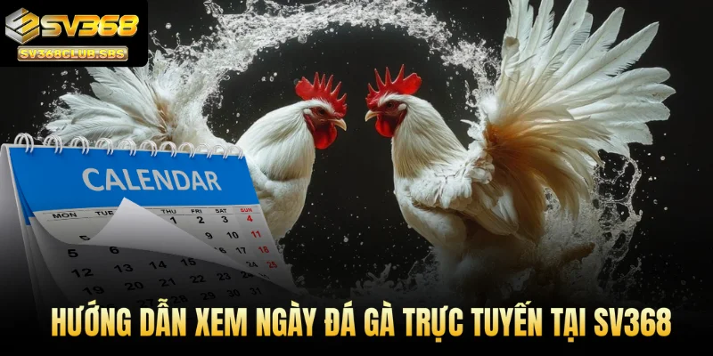 Hướng dẫn xem ngày đá gà trực tuyến tại SV368
