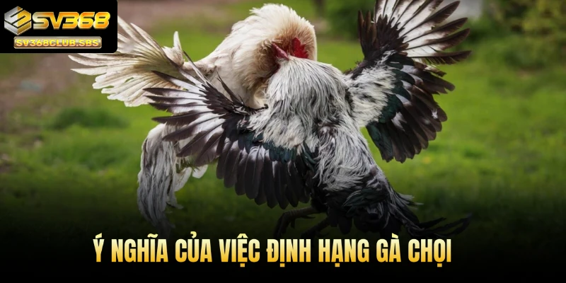 Ý nghĩa của việc định hạng gà chọi